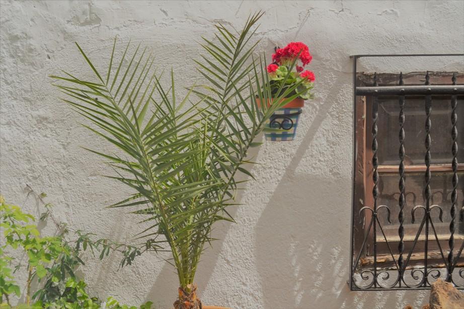 El Soto De Roma Konuk evi Granada Dış mekan fotoğraf